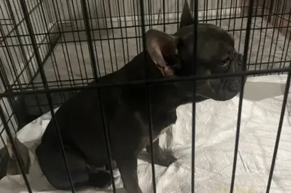 Found: Black Frenchie on S Hulen St, Crowley