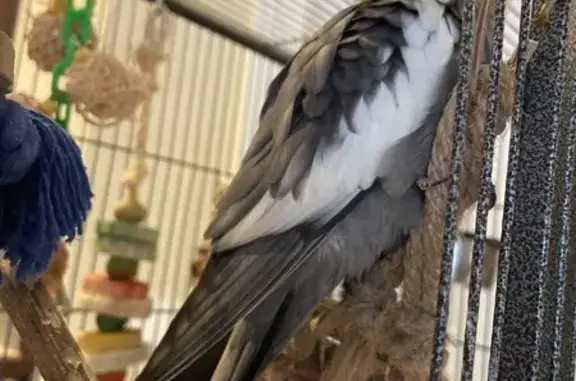 Lost Cockatiel: Puffy & Unfrie...