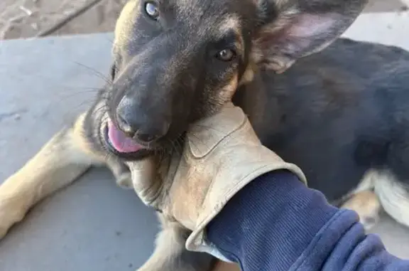 Lost Timid German Shepherd Puppy in ABQ