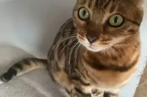 Lost: Shy Cat Near West Cermak, Chicago