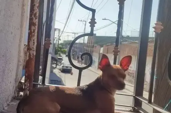 ¡Ayuda! Chihuahua café perdida en GDL