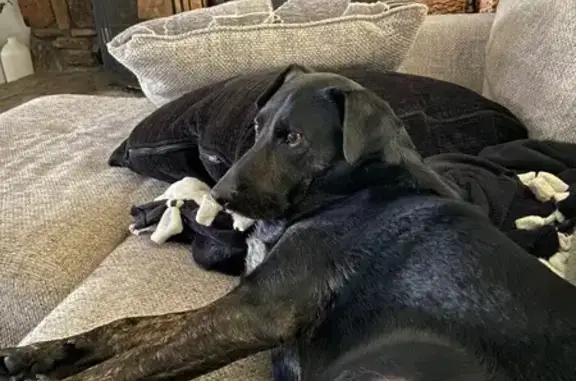 Lost Black Dog: Friendly & Microchipped