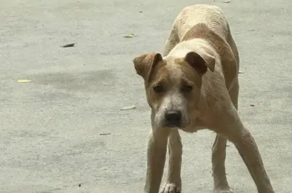 Found pets , photo: Found Dog: Help Reunite with Owner