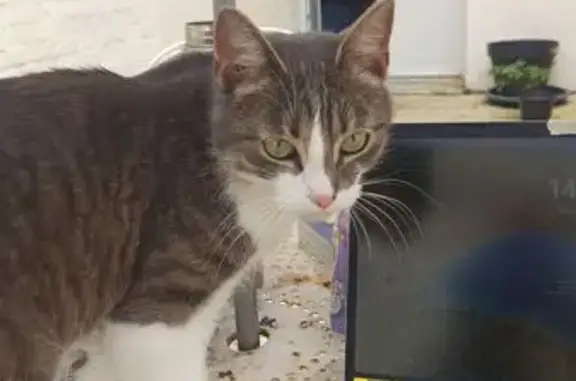 Animaux perdus Reims, photo: Chat tigré gris perdu à Reims