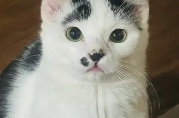Lost Sweet Cat: Mostly White, Black Dot