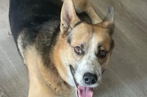 Lost Dog: Axel, Blue Collar, Meranda Dr.
