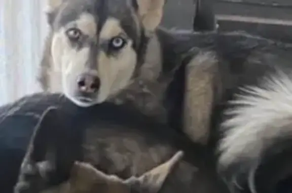 Help Find Storm: Missing Husky in El Paso