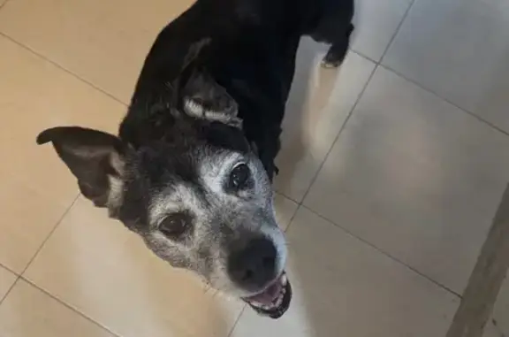 Búsqueda de mascotas, foto: Perrita Mayor Cariñosa Encontrada en Alameda