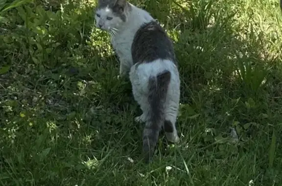 Animaux trouvés , photo: Chat blanc et gris trouvé à Orgnac-sur-Vézère
