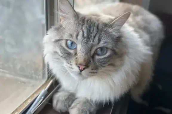 Lost Fluffy Cat: $100 Reward Offered!