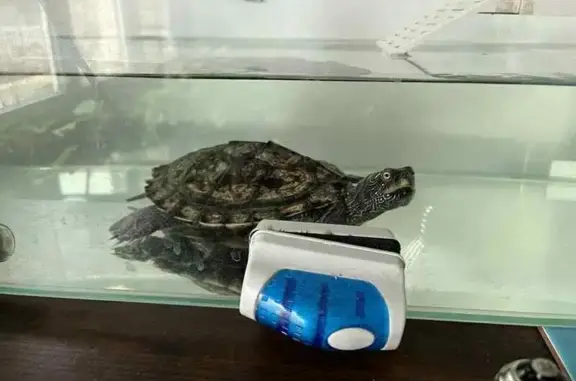 ¡Tortuga de agua perdida! Recompensa ofrecida