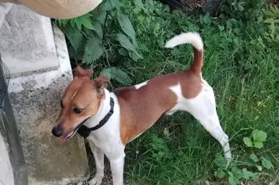 Chien trouvé avec collier Rue de l'Église - photo