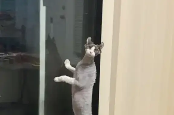 Help Find Marvin: Unique Hairless Cat Lost