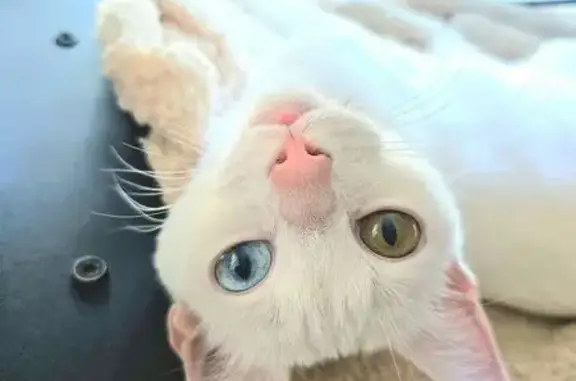 Missing: Small White Cat, Unique Eyes
