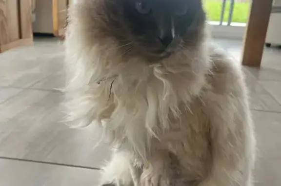 Chat angora crème/gris perdu à St-Pierre - photo