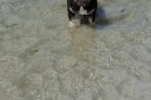Animaux perdus Sibiril, photo: Bouledogue perdu à Sibiril, Finistère
