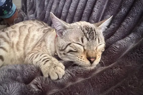 ¡Gato Bengalí Perdido en Chipiona!