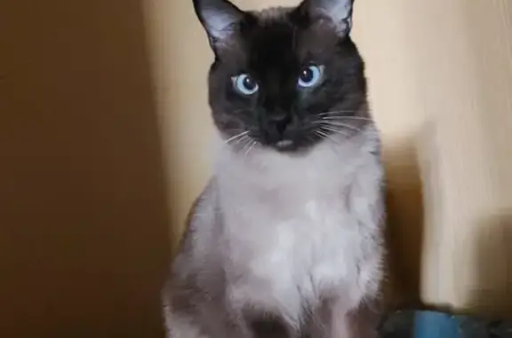 ¡Gato Perdido! Café Oscuro con Ojos Azules
