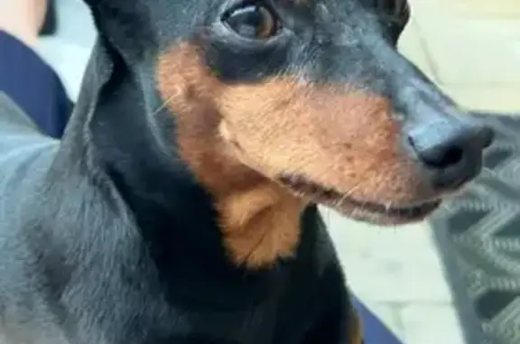 Chien noir et marron perdu à Arpajon - photo