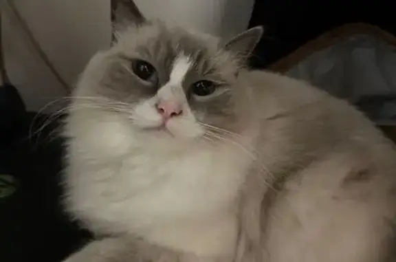 URGENT: Missing Ragdoll Cat in Parramatta!