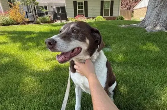 Found: Friendly Older Dog on Ulster St