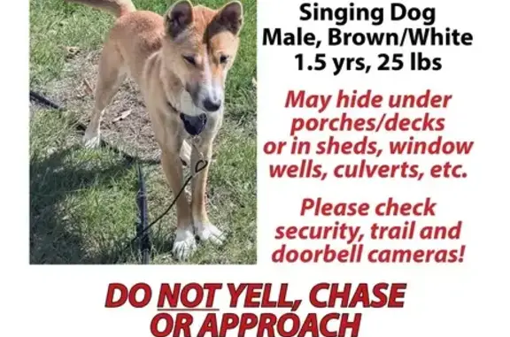 Lost Dog: White & Reddish - Northfield
