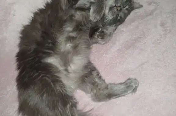 Chat perdu : Angora gris avec abcès à l'œil - photo