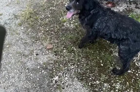 Chien affectif trouvé rue du Jura, Louhans - photo