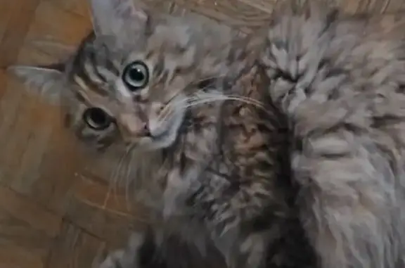 Chatte perdue à Albi, Rani, angora 5 ans - photo