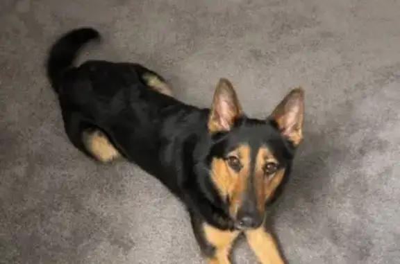 Lost: Friendly Black & Brown Dog in Dublin