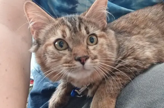 Friendly Kitten Lost on Shelton Road