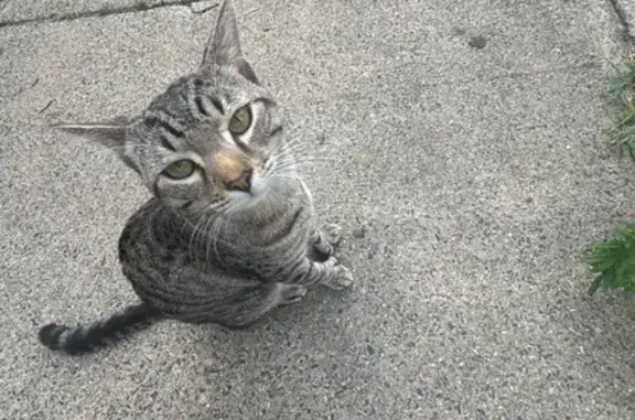 Lost Cat: Unique Paws & Chubby Cheeks