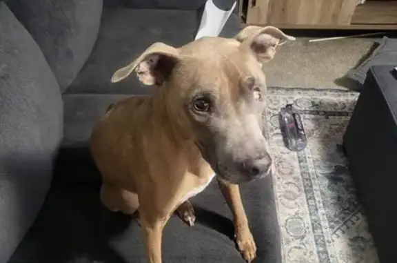 Lost: Blind Brown Dog, East Gale Ave