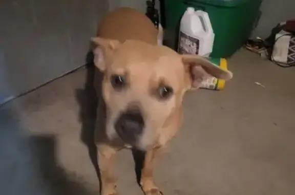 Lost Dog Luna: Tan & White Pit Mix in Mesa