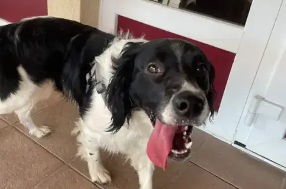 Animaux trouvés , photo: Chien Border Collie trouvé sans puce/tatouage
