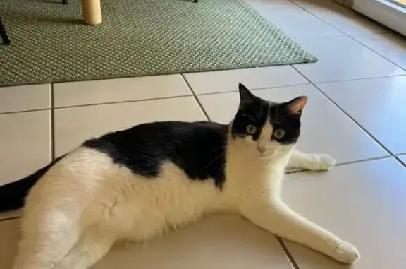 Chat perdu, Tours, photo: Chatte perdue Romy, noire et blanche, Tours