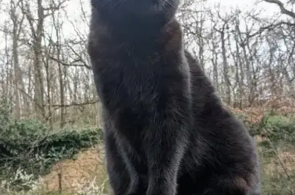 Chatte noire perdue à Lissieu - photo