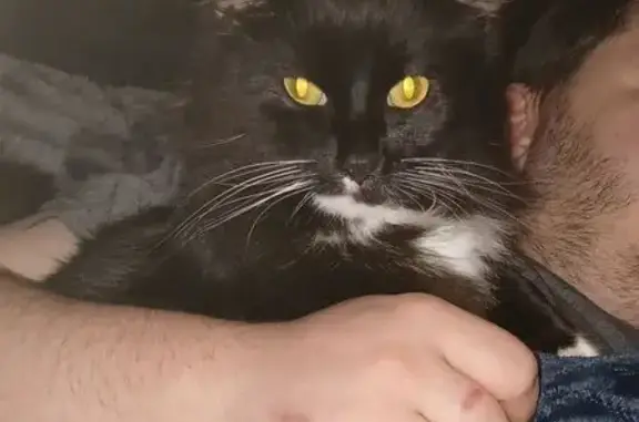 Missing Tuxedo Cat: Concord Lane, WA