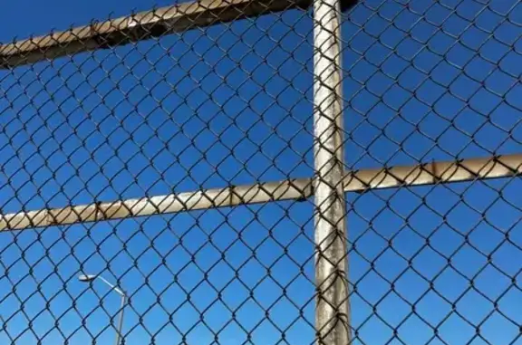 Cat Rescued from Fence on Western Ave
