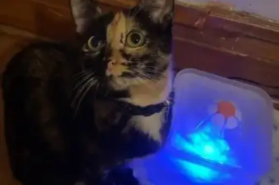 Lost Tortoiseshell Cat on Campbell Ave