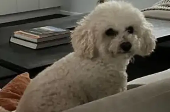 Lost 12-Year-Old Bichon Poodle 'Amber'