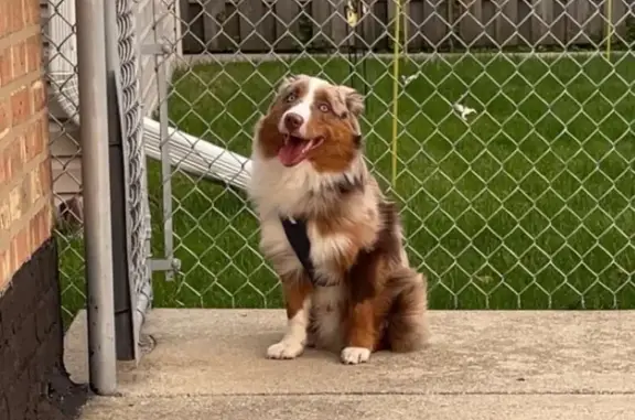 Lost Mini Aussie: Red Merle, Blue Eyes