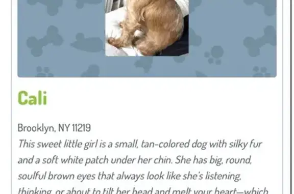 Lost: Small Tan Dog, Cali in Brooklyn