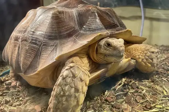 Lost Sulcata Tortoise: Help Fi...