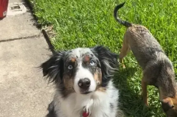 Lost Mini Aussie: Blue Eyes, $500 Reward
