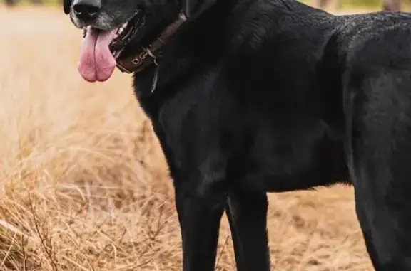 Lost Black Lab: Sweet & Goofy in Newport