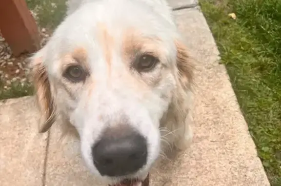 Found: Friendly Light Tan Dog in Dale City