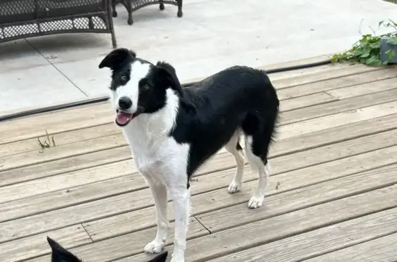 Help Find Boss: Shy Dog Lost in Leesburg