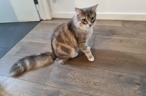 Help Find Shoelace: Lost Tabby in Melbourne