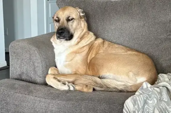 Lost: Frank, Tall Dog with White Chest Spot